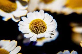 南非，开普敦，白色，自然，美丽，花朵，花瓣，对比