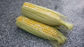 植物、食品、蔬菜、玉米、爬行动物、动物、蛇、农产品