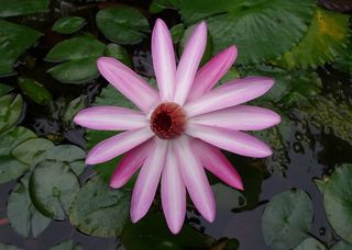 百合花、花朵、红睡莲、沙普拉、卡马尔、拉克塔马尔、尼洛法、红睡莲