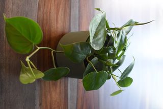 室内植物, 植物, 喜林, 葡萄藤, 叶子, 室内植物, 植物, 植物部分