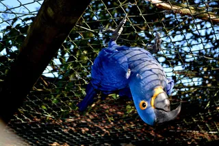 动物、鸟、植物、树、蓝色、黄色、鸟、鹦鹉、奇怪的视角、动物、自然、美丽、鱼、嘴、户外