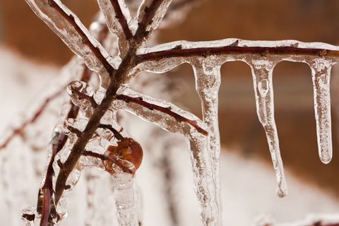 蔓越莓子，灌木，冷冻，冰，冬天，灌木，浆果，自然