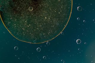 水中油, 油眼, 液体, 摘要, 质地, 宏观, 油, 关闭