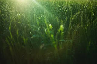 小麦，农田，绿色，叶子，农业，自然，植物，绿色
