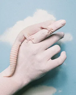 人类手上的米色蜥蜴