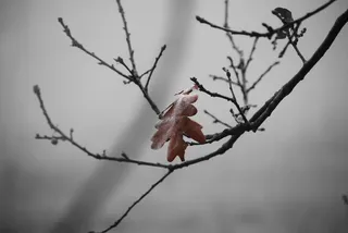 冬天，假期，橡树，棕色，树枝，隐私，森林，孤独