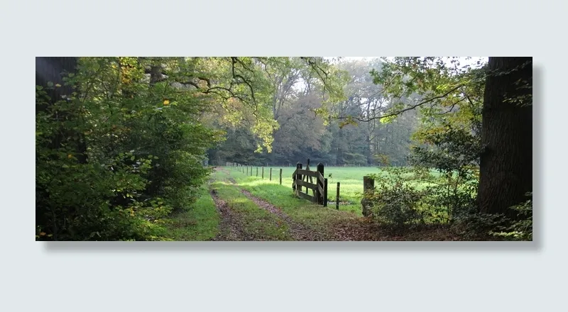 高大，树木，旁边，木制，栅栏，磅牌，秋天，风景