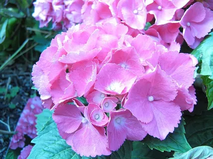 花,绣球花,开花,开花,花序,粉红色,开花植物,美丽的自然 花,绣球花,开花,开花,花序,粉红色,开花植物,美丽的自然
