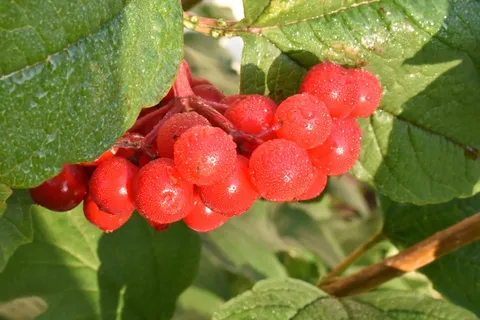 viburnum,红色,浆果,植物,水果,叶子,明亮,花园 viburnum,红色,浆果,植物,水果,叶子,明亮,花园