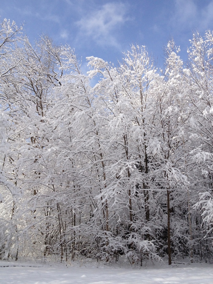 冬天，树，雪，自然，白，冷，太阳，树