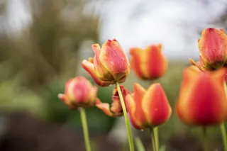植物，花朵，花朵，郁金香，春天，花园，茎，花瓣