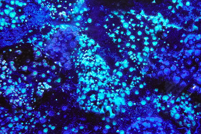 光, 闪光, 海, 蓝色, 珊瑚, 水肺, 质地, 紫色