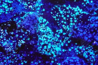 光, 闪光, 海, 蓝色, 珊瑚, 水肺, 质地, 紫色