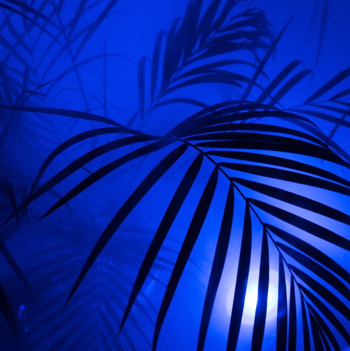 植物、棕榈、漫反射、嘻哈、时髦、雾、艺术、霓虹的轮廓