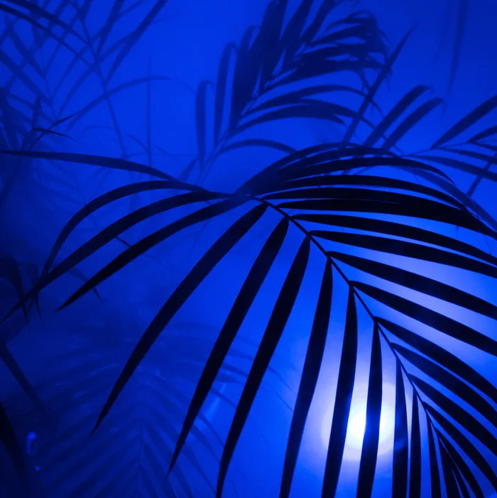 植物、棕榈、漫反射、嘻哈、时髦、雾、艺术、霓虹的轮廓