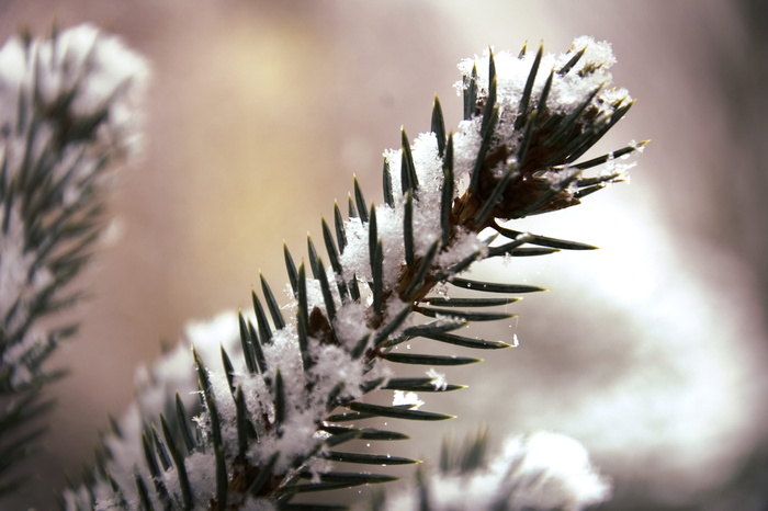 圣诞节，圣诞节，树，云杉，冷杉，冬天，雪，冰