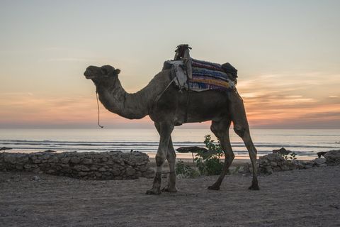 骆驼、摩洛哥、海滩、海洋、日落、大西洋、大西洋、阿拉伯语 骆驼、摩洛哥、海滩、海洋、日落、大西洋、大西洋、阿拉伯语