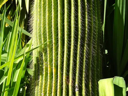 仙人掌，绿色，刺，生长，植物，绿色的颜色，没有人，美丽的大自然