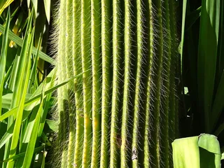仙人掌，绿色，刺，生长，植物，绿色的颜色，没有人，美丽的大自然