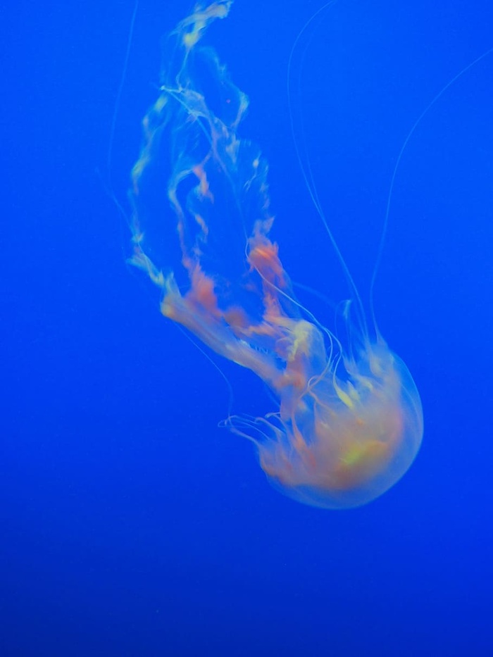水母，海洋，蓝色，海洋，水，鱼，自然，动物