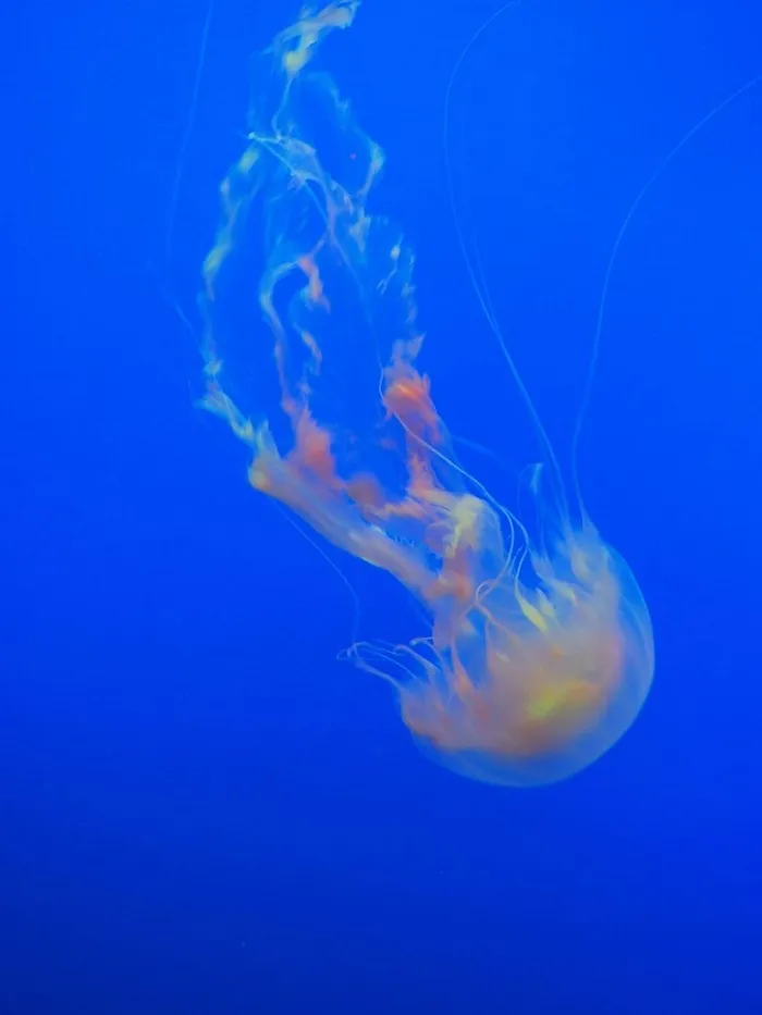 水母，海洋，蓝色，海洋，水，鱼，自然，动物