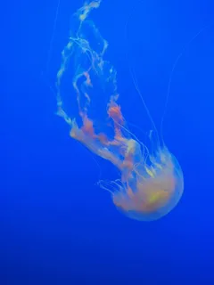 水母,海洋,蓝色,海洋,水,鱼,自然,动物 水母,海洋,蓝色,海洋,水,鱼,自然,动物