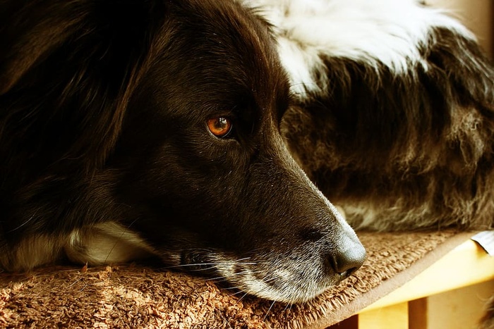 狗，宠物，无聊，疲倦，一只动物，家养，狗，宠物