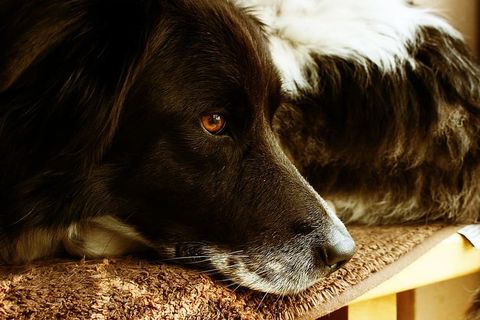 狗，宠物，无聊，疲倦，一只动物，家养，狗，宠物