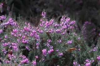 冬季石南、雪石南、海德、粉红色、花朵、灌木、常绿、耐寒