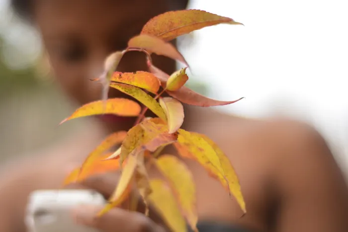 绿叶植物