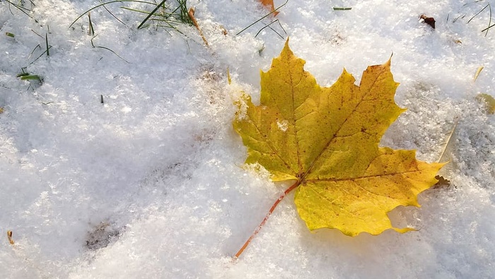 秋天，冬天，雪，树叶，秋天，落叶，十一月，黄色