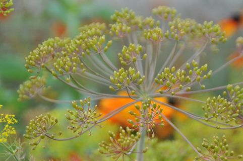 莳萝,开花,开花,香料,自然,莳萝花,黄色,植物 莳萝,开花,开花,香料,自然,莳萝花,黄色,植物