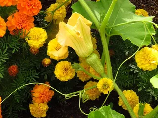 夏天，胡桃南瓜，花园，南瓜花，金盏花，黄色，绿色，金色