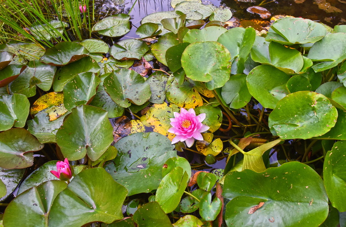 睡莲，水生草本植物，植物，花，垫，睡莲垫，水，池塘