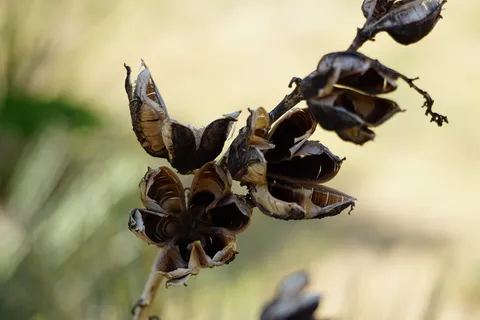 美国,阿马里洛,华美达trail,dry,plant,德克萨斯州尤卡,干旱 美国,阿马里洛,华美达trail,dry,plant,德克萨斯州尤卡,干旱