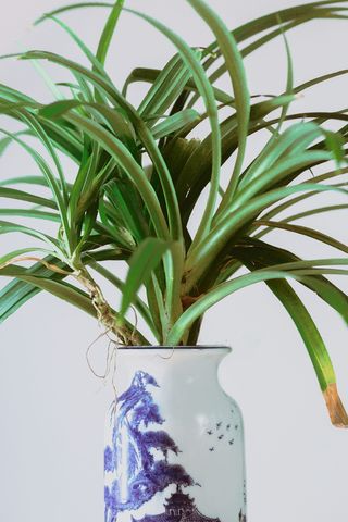 亚洲，绿色，花，树，植物，叶，植物部分，绿色