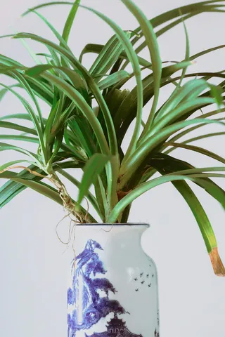 亚洲，绿色，花，树，植物，叶，植物部分，绿色