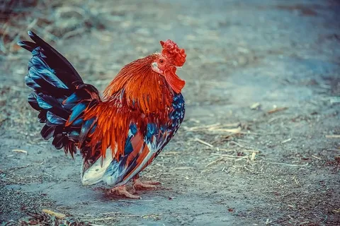 哈恩,羽毛,狗狗,家禽,农场,动物,雄性,骄傲 哈恩,羽毛,狗狗,家禽,农场,动物,雄性,骄傲