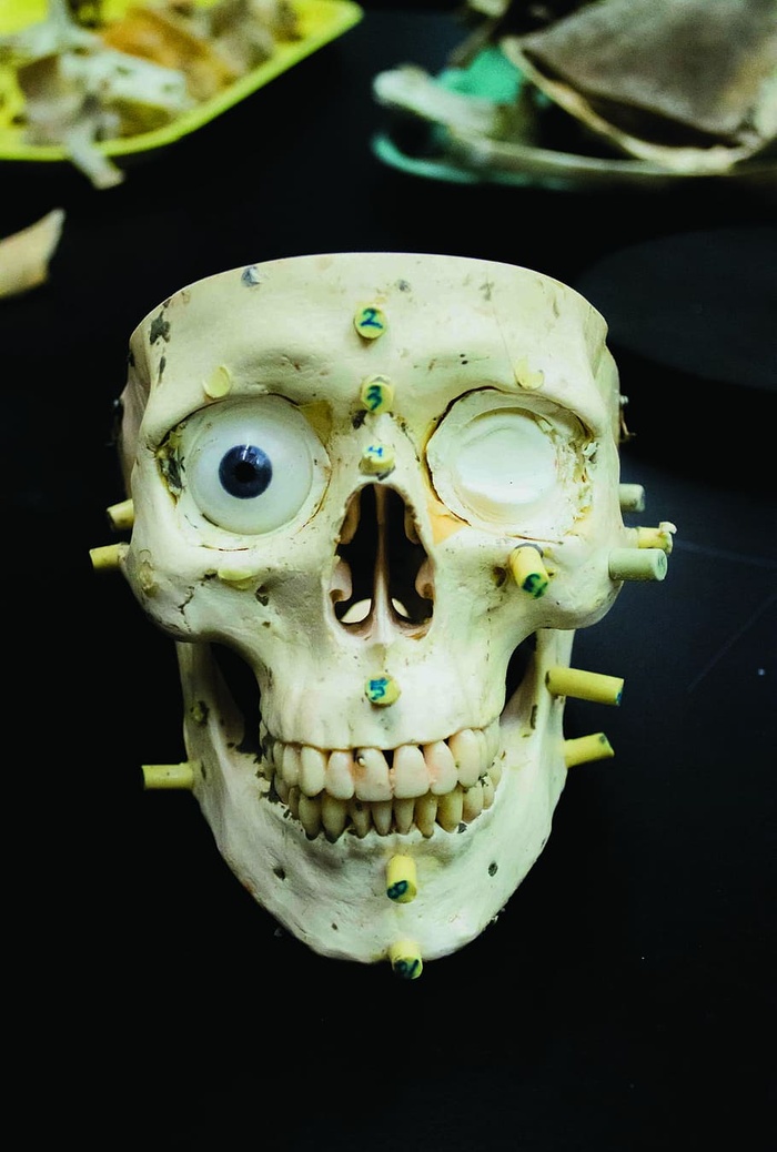 黑色表面上的白色头骨