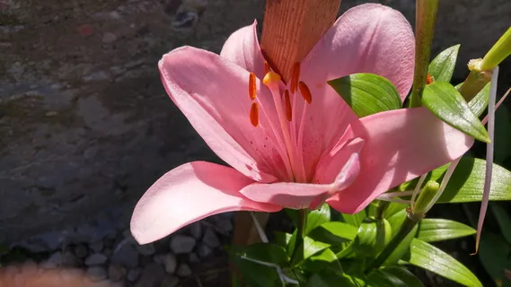 公正、美丽、kvіtka、花朵、开花植物、植物、花瓣、脆弱 公正、美丽、kvіtka、花朵、开花植物、植物、花瓣、脆弱