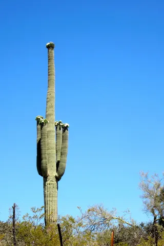 萨瓜罗，仙人掌，沙漠，开花，户外，西南，天空，晴朗的天空