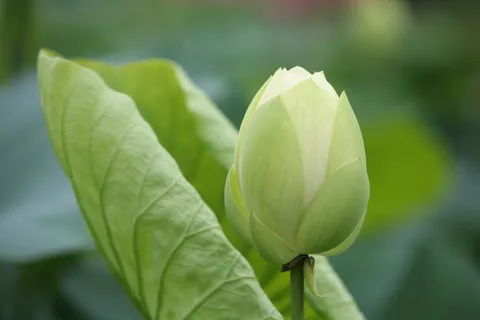 叶子,自然,植物,花,荷叶,荷花,白莲,夏天 叶子,自然,植物,花,荷叶,荷花,白莲,夏天