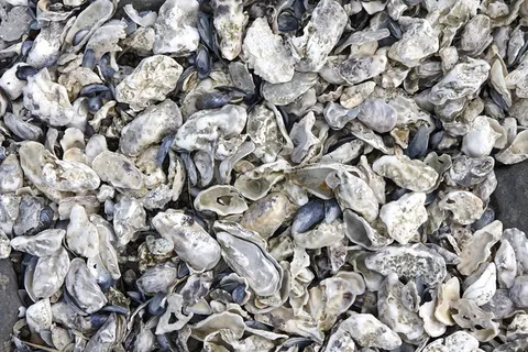 贻贝,紫色,灰色,蓝紫色,沿海地区,贝壳,瓦特地区,北海 贻贝,紫色,灰色,蓝紫色,沿海地区,贝壳,瓦特地区,北海