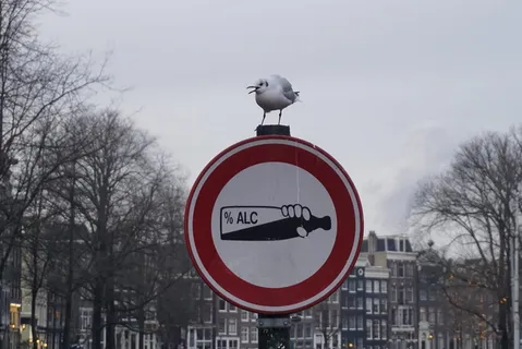 海鸥，标志，鸟，警告，符号，图标，饮料，禁令