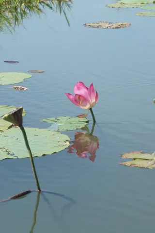 莲花，澳大利亚，倒影，睡莲，自然，花，水，植物