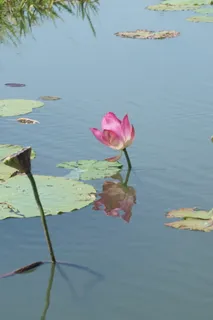 莲花,澳大利亚,倒影,睡莲,自然,花,水,植物 莲花,澳大利亚,倒影,睡莲,自然,花,水,植物