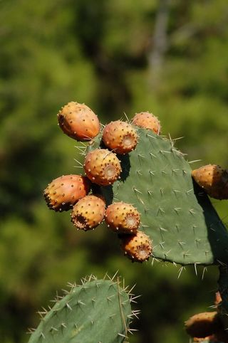 仙人掌，刺梨仙人掌，仙人掌，植物，自然，仙人掌，仙人掌科，刺