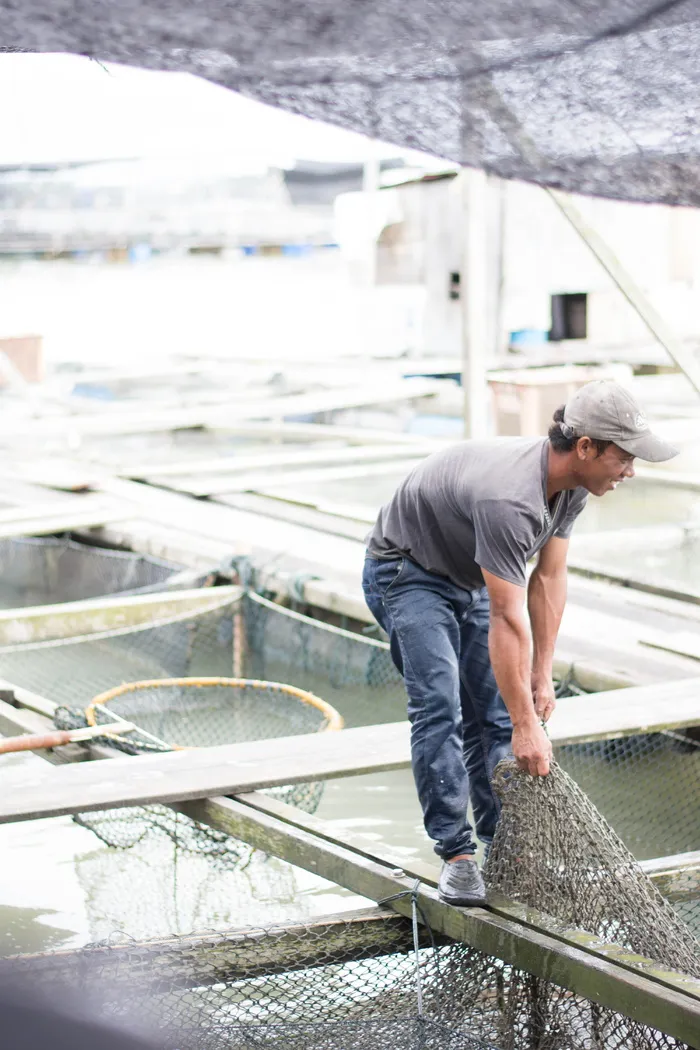 马来西亚，kukup，水，农场，渔场，捕鱼，鱼类，捕捞