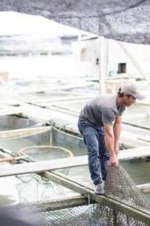 马来西亚，kukup，水，农场，渔场，捕鱼，鱼类，捕捞