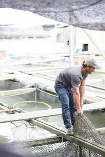 马来西亚，kukup，水，农场，渔场，捕鱼，鱼类，捕捞